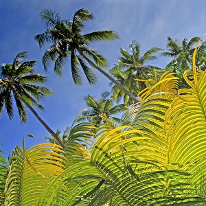 Fiji, Viti Levu, Detail of light green fern leaves in foreground with tall palms against blue sky behind; Coral Coast