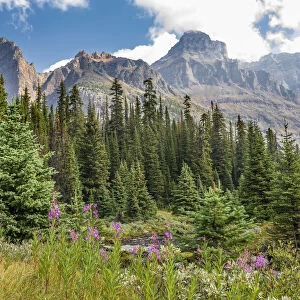 Fireweed in the Rocky Mountains of Yoho National Park, British Columbia, Canada