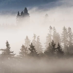 Fog and forest