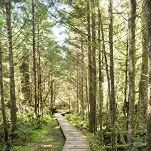 Forest Walk, Pacific Rim National Park; Vancouver Island, British Columbia, Canada