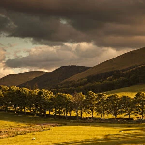 A golden landscape under a cloudy sky at dusk; Northumberland england