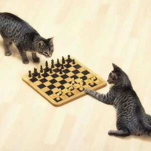 Two grey tabby cats playing chess; Vancouver british columbia canada
