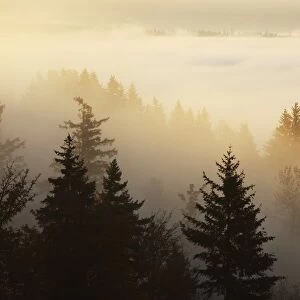 Happy Valley, Oregon, United States Of America; A Forest In The Valley With Fog At Sunrise