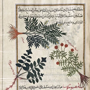 Identified in book as three types of thyme. After an illustration by Mirza Baqir in a 19th century Iranian book of Greek physician and botanist Pedanius Dioscoridess 1st century AD work De Materia Medica; Artwork
