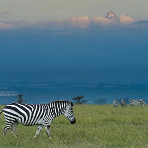Kenya, Zebras on grassy hill in front of Mt Kenya at dusk in Ol Pejeta Conservancy; Laikipia County