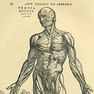 Front Of Male Human Body. Anatomical Study Originally Published In De Humani Corporis Fabrica Libri Septem (On The Fabric Of The Human Body In Seven Books) By Andreas Vesalius, Published Basel, 1543. This Image After A 19Th Century Reproduction