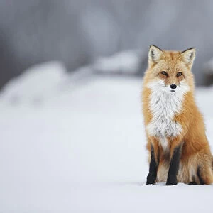 Male Red Fox (Vulpes Vulpes) Sitting In The Snow In Winter; Montreal, Quebec, Canada