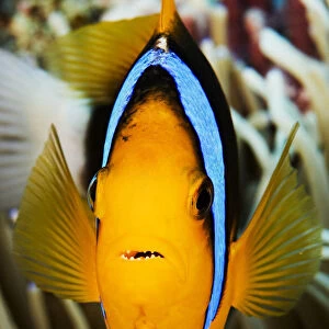 Micronesia, Yap, Clarks Anemonefish (Amphiprion Clarkii)
