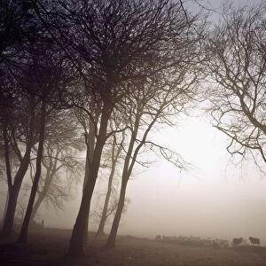 Morning Mist; Co Wicklow, Ireland