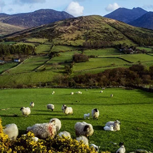 Mourne Mountains, County Down, Ireland, Sheep Near Tullymore Forest Park