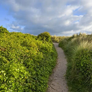 Pathway lined with ivy plants next to the sand dunes at Bamburgh in Northumberland, England, United Kingdom