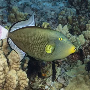 Pinktail Durgon, Melichthys vidua, Hawaii, USA
