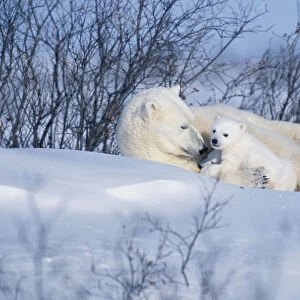 Polar Bear Sow & Cubs Resting In Snow Churchill Canada