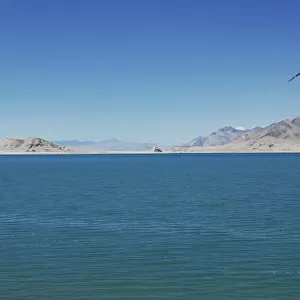 Seagull over pyramid lake; Nevada united states of america