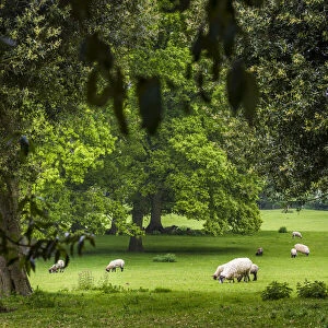 Sheep grazing at Hidcote Manor Garden, Hidcote Bartrim, near Chipping Campden, Gloucestershire, The Cotswolds, England, United Kingdom