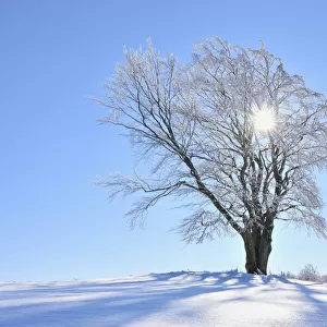 Snow Covered Beech Tree with Sun, Wustensachsen, Rhon Mountains, Hesse, Germany