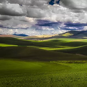 Sunlit rolling hills with green grain fields and white puffy clouds in sky, Palouse, Washington, USA