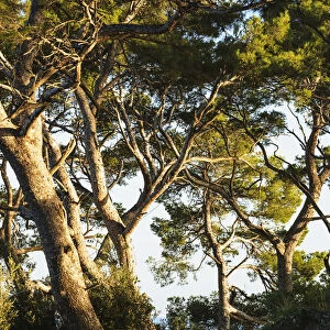 Trees And Blue Sky; Portofino, Liguria, Italy