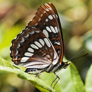A White Admiral Butterfly (Limenitis Arthemis) Rests On A Leaf; Astoria, Oregon, United States Of America