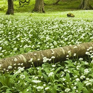 White Wildflowers Growing Amongst The Trees; Killarney, County Kerry, Ireland
