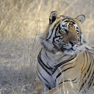 Bengal Tiger (Panthera tigris tigris) resting in dry grass, India, Rajastan