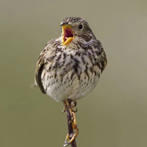 Corn Bunting (Emberiza calandra) male singing, Wales, United Kingdom