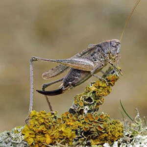 Grey Bush Cricket (Platycleis albopunctata) on lichen, Noord-Holland, The Netherlands