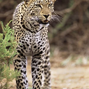 Leopard (Panthera pardus) on alert, Kenya, Buffalo Springs National Reserve