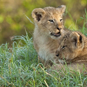 Two Lion (Panthera leo) cubs resting close to one another in dew covered grass during