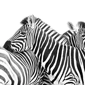 Two Plains Zebraaes (Equus quagga) are using each others backs to rest their heads