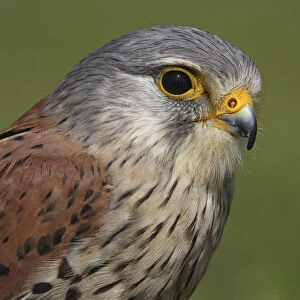 Portrait of a Common Kestrel (Falco tinnunculus), Gelderland, The Netherlands