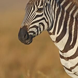 Portrait of a Plains Zebra (Equus quagga), Kenia, Narok County