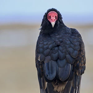 Turkey Vulture (Cathartes aura), Sea Lion Island, Falkland Islands