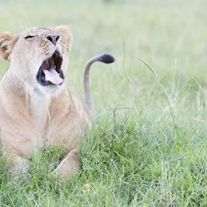 Young lion (Panthera leo) lying down on savanna, yawning, Masai Mara National Reserve