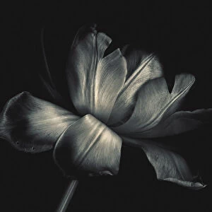 Black & White soft Tulip delicate detail