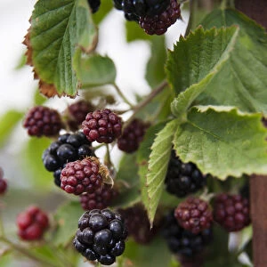 Blackberry, Rubus fruticosus Loch Tay, Berries in several stages of ripeness with