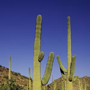 cactus, saguaro cactus, carnegiea gigantea