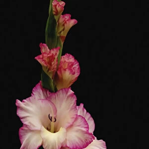 gladiolus x hortulanus priscilla, gladiolus, pink subject, black background