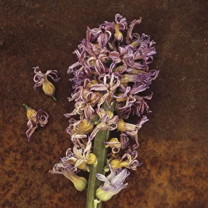Hyacinth, Hyacinthus cultivar. Dead and faded flower head lying on rusty metal sheet with