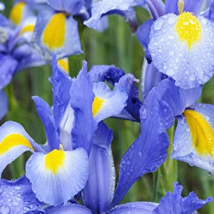 Iris, Dutch iris, Iris, Iris hollandica Nova Blue
