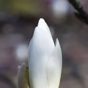 Magnolia ├ù soulangeana Alba Superba, Magnolia tree