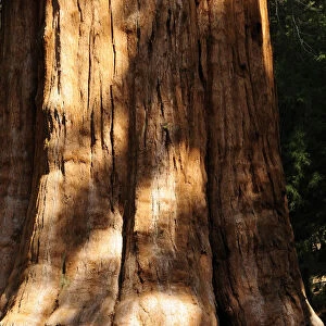 redwood, sequoia sempervirens
