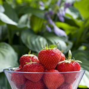 strawberry, fragaria