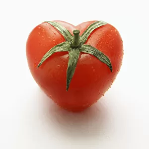 Tomato, Lycopersicon esculentum