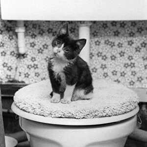 Animals Cats kitten sitting on toilet circa 1970