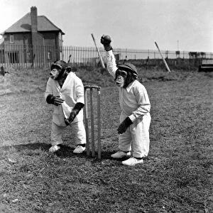 Animals Humour Monkeys playing Cricket. May 1953 D2836