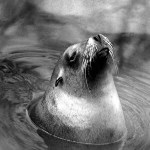 Animals: London Zoo: Sea Lion. January 1977 77-00026-008