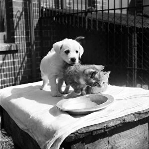 Animals at Prince Rock Dogs and Cats home Plymouth. August 1950 O25406-007