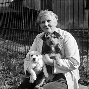 Animals at Prince Rock Dogs and Cats home Plymouth. August 1950 O25406-001