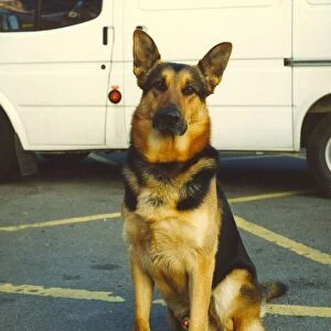 Chad the police dog enjoying life as a police dog at Jarrow Police Station